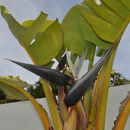 Casa Areias Boutique * アルブフェイラ